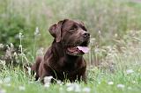 LABRADOR 417